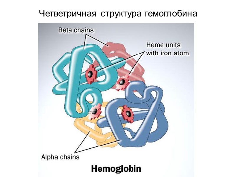 Четветричная структура гемоглобина